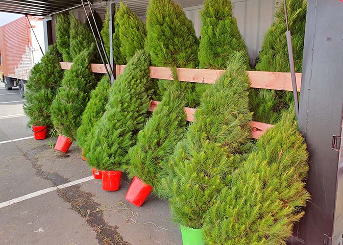 Wholesale Christmas Trees5